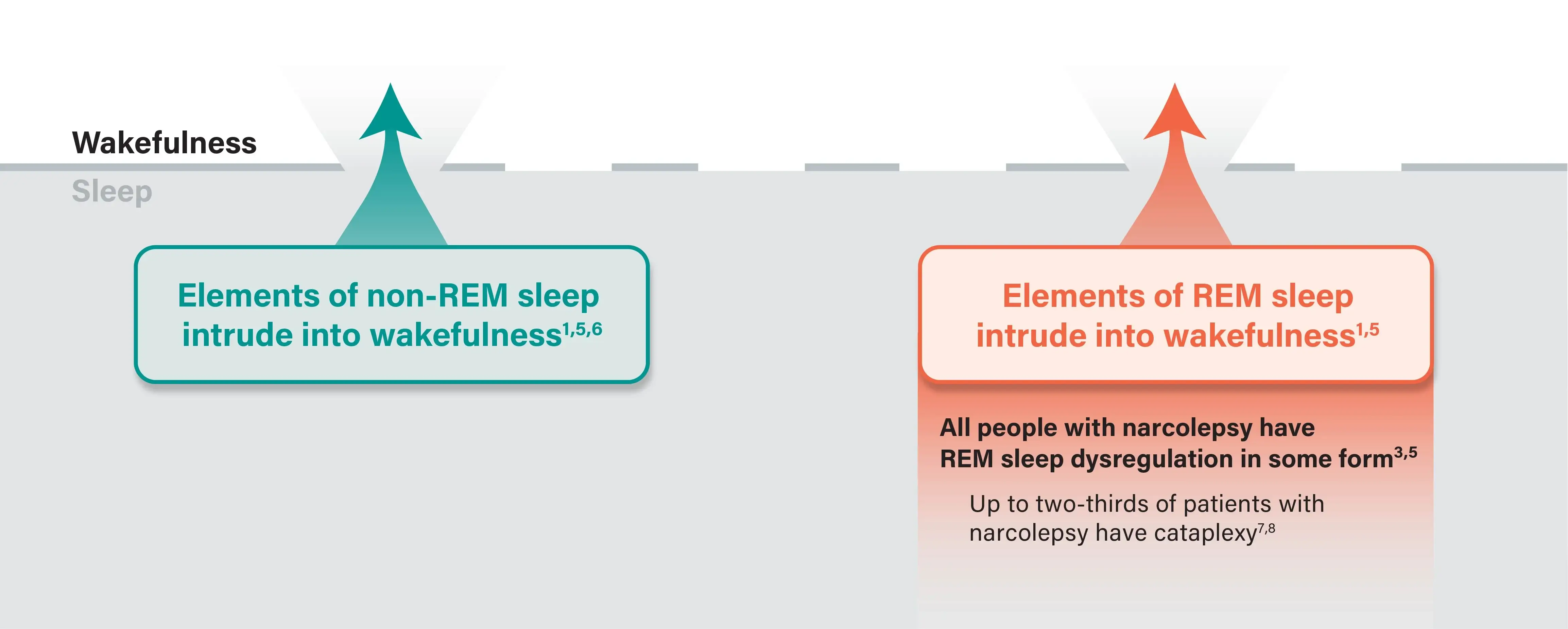 Understanding the pathophysiology of narcolepsy infographic