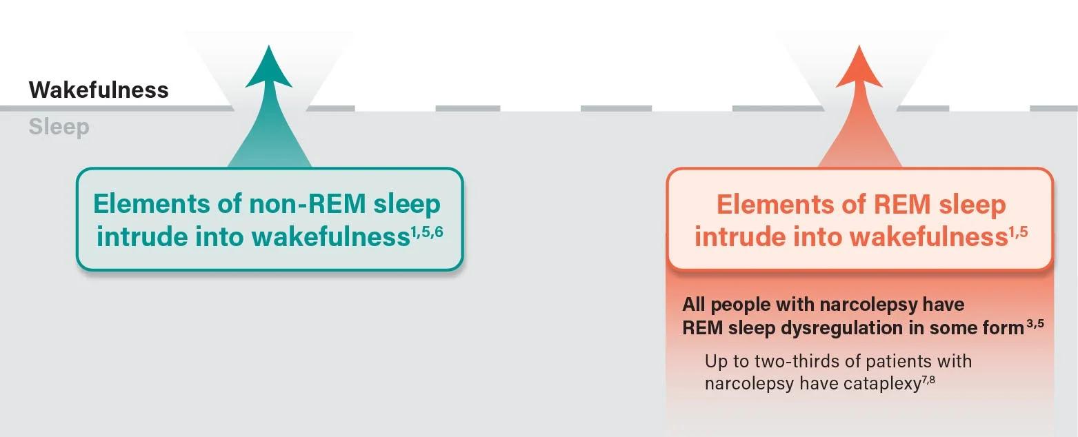 Understanding the pathophysiology of narcolepsy infographic