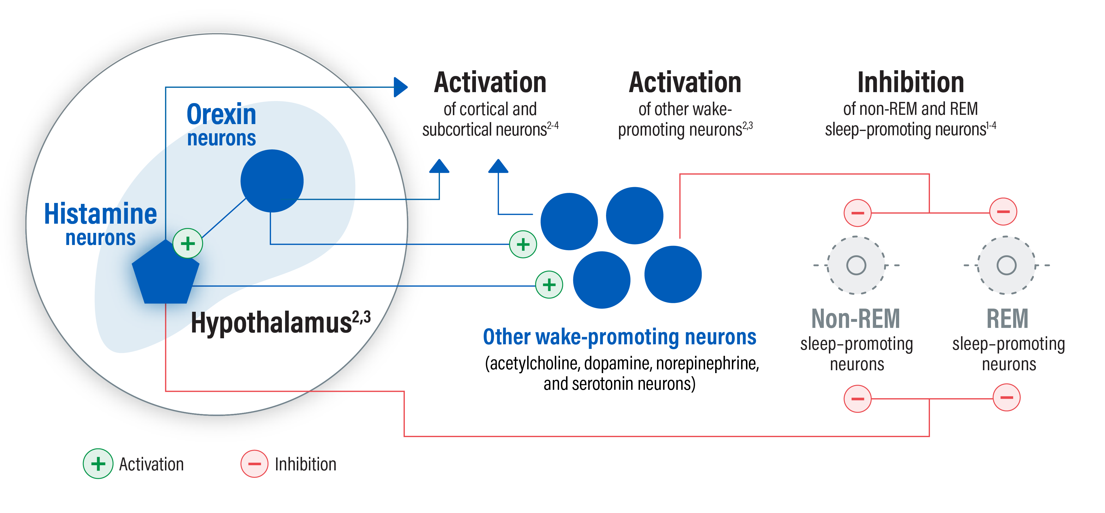 Histamine and orexin (hypocretin) originate in the hypothalamus and play complementary roles in promoting and stabilizing wakefulness