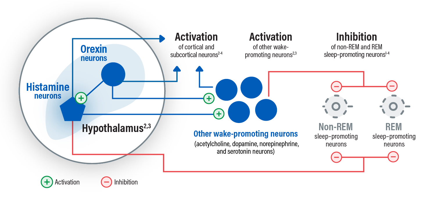 Histamine and orexin (hypocretin) originate in the hypothalamus and play complementary roles in promoting and stabilizing wakefulness