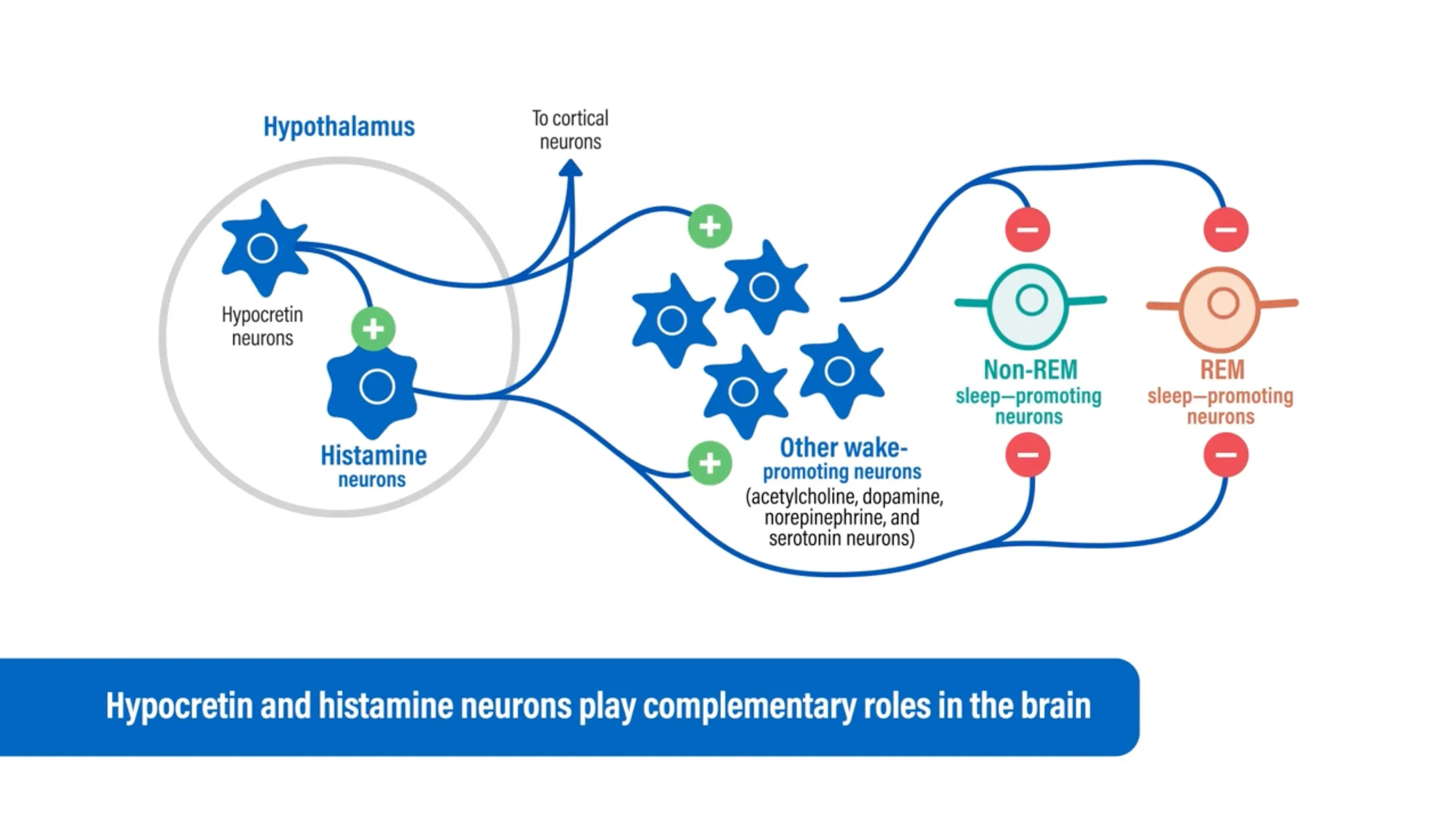 Video thumbnail showing hypocretin (orexin) neurons activate histamine neurons. Both neurons activate cortical neurons, activate other wake-promoting neurons, and inhibit non-REM and REM sleep-promoting neurons