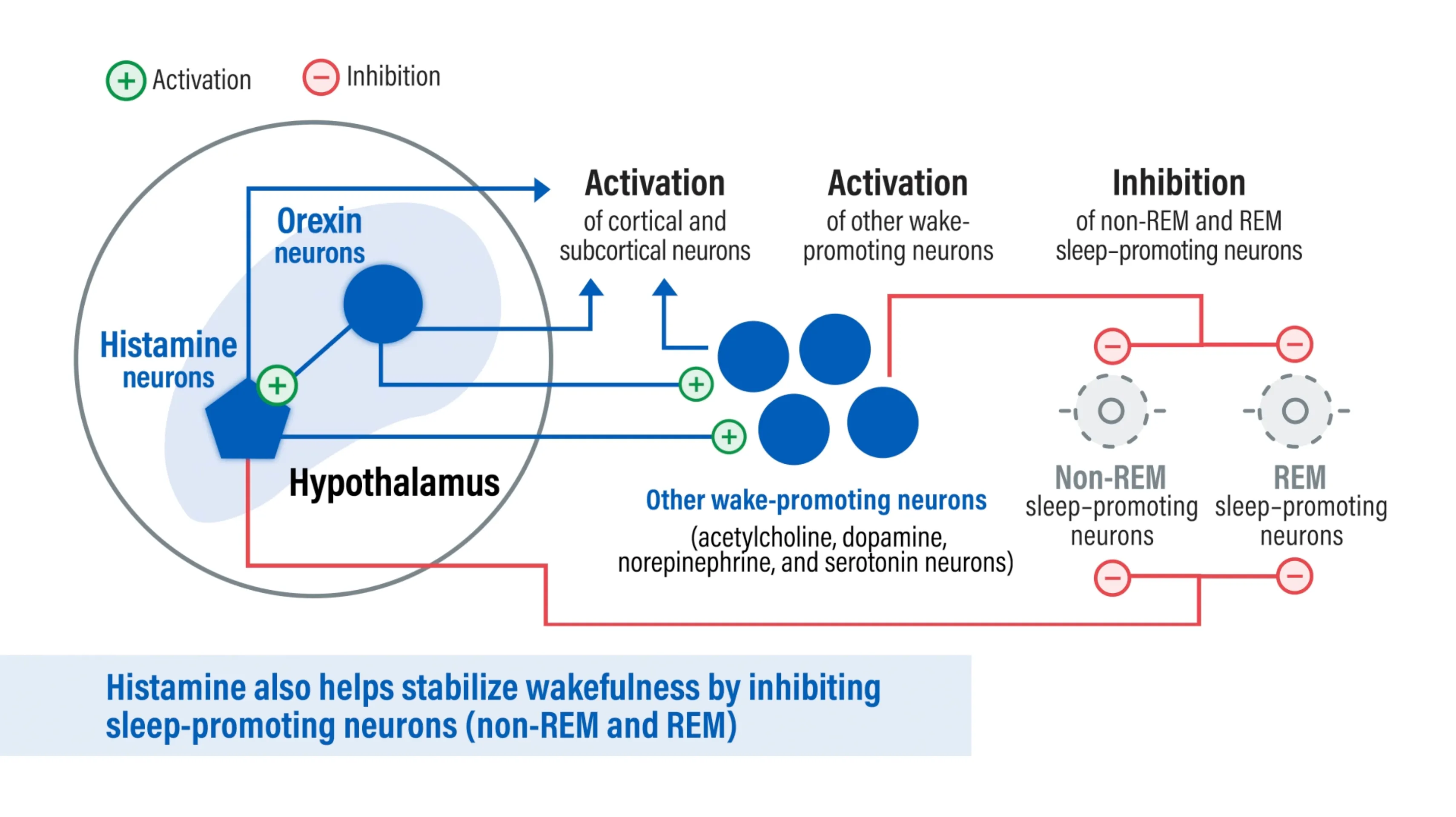 Video thumbnail showing hypocretin (orexin) neurons activate histamine neurons. Both neurons activate cortical neurons, activate other wake-promoting neurons, and inhibit non-REM and REM sleep-promoting neurons