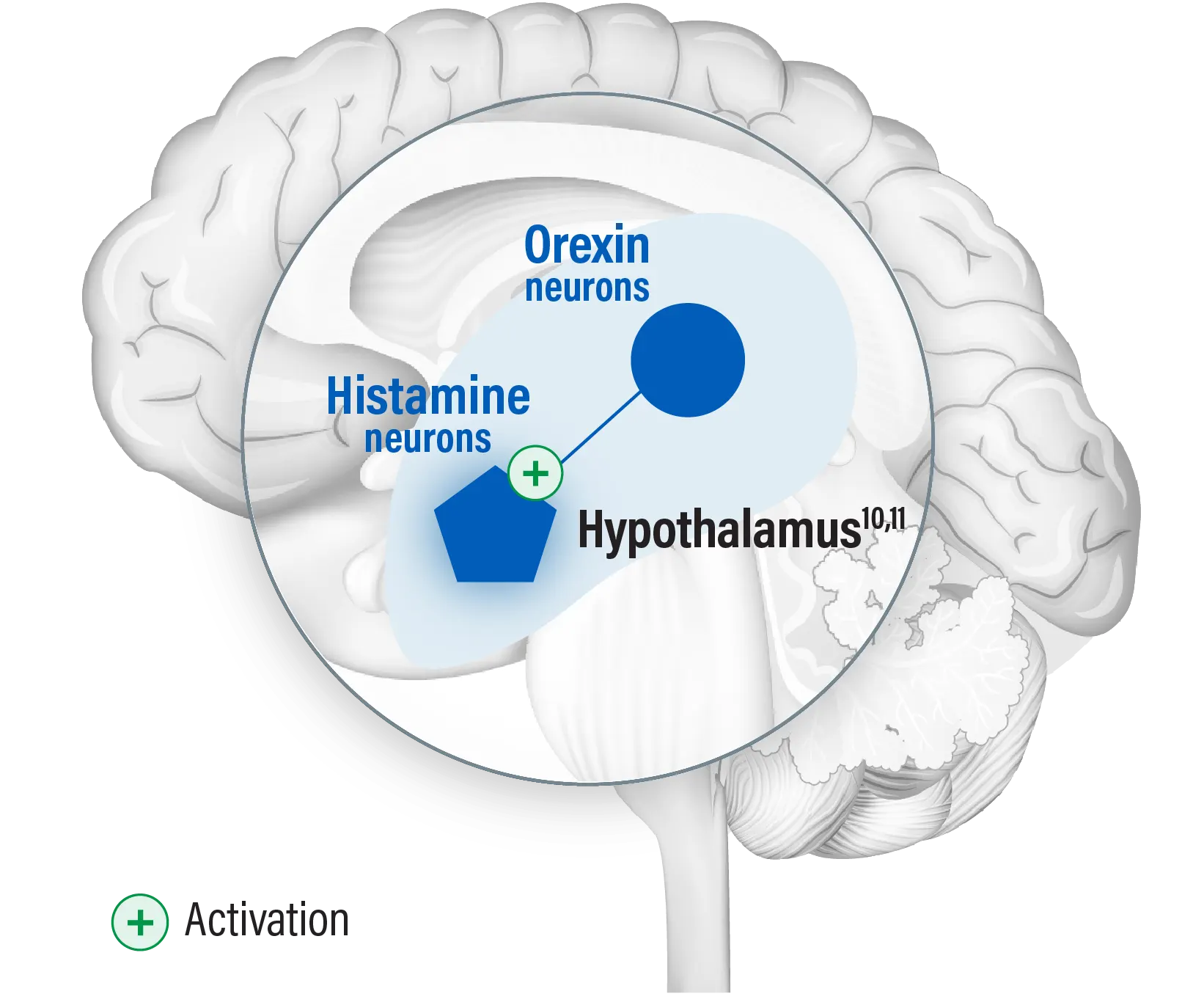 Histamine and orexin neurons in the hypothalamus