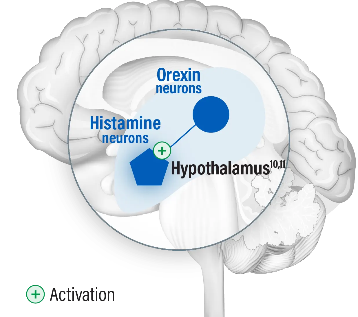 Histamine and orexin neurons in the hypothalamus