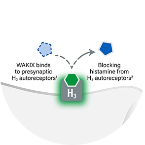 WAKIX blocks histamine from binding to presynaptic H3 autoreceptors 
